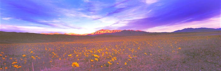 Fine Art Panoramic Landscape Photography Golden Buttercups Under Magical Clouds, Death Valley